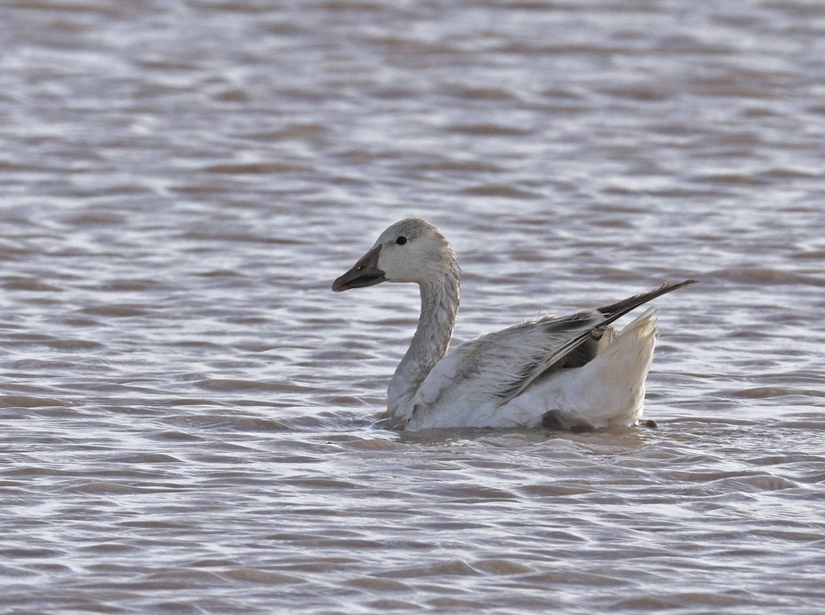 Snow Goose - ML635770937