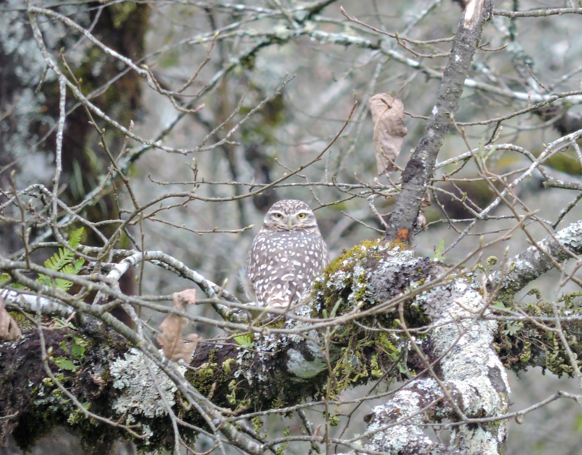 Burrowing Owl - ML635771006