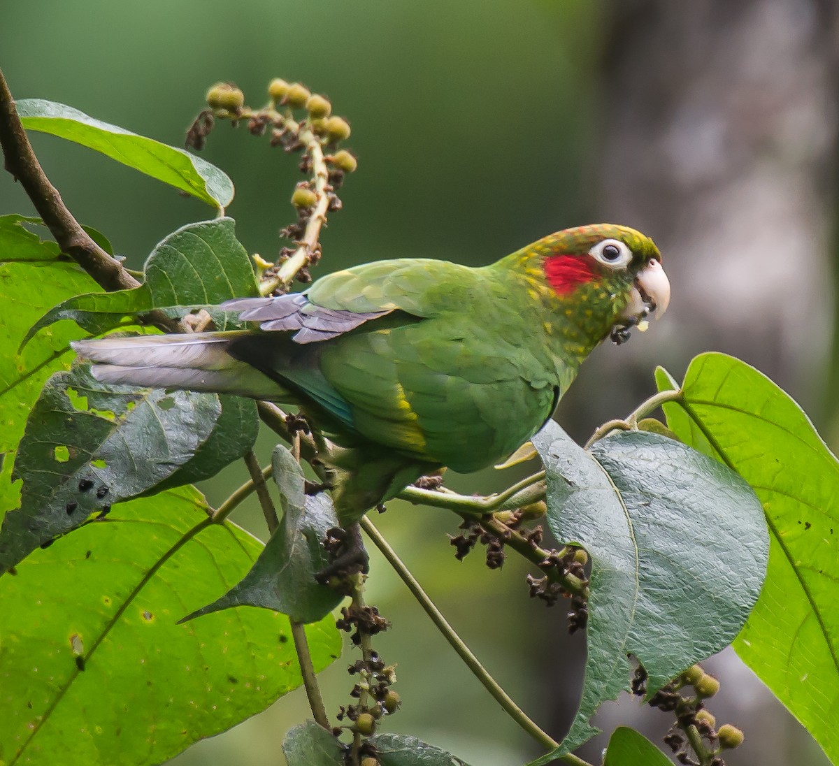 Sulphur-winged Parakeet - ML635771130