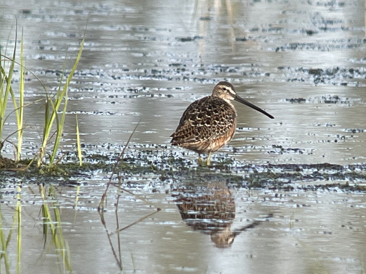 Хараалжин цууцил - ML635771175