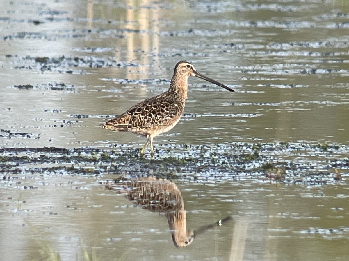 Хараалжин цууцил - ML635771177