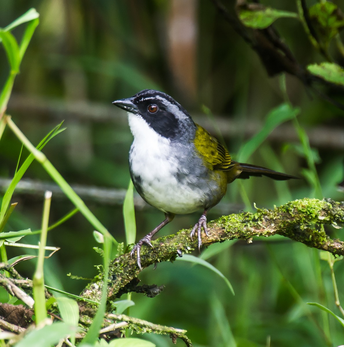 Costa Rican Brushfinch - ML635771187