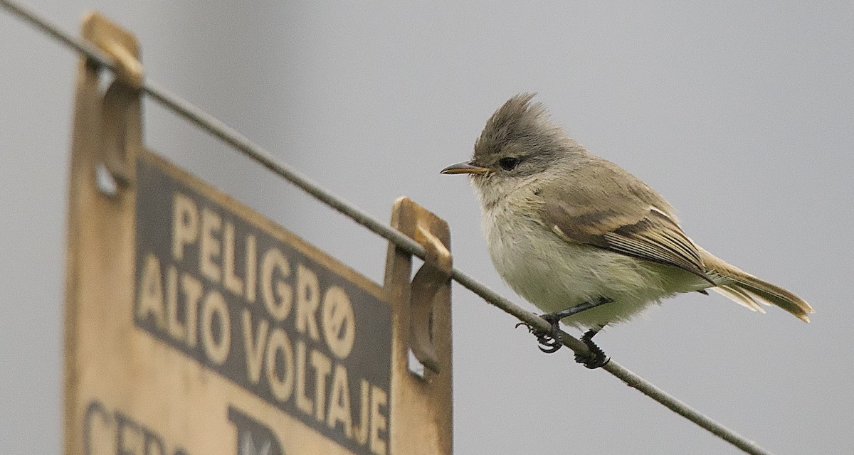 Tyranneau passegris - ML635771265