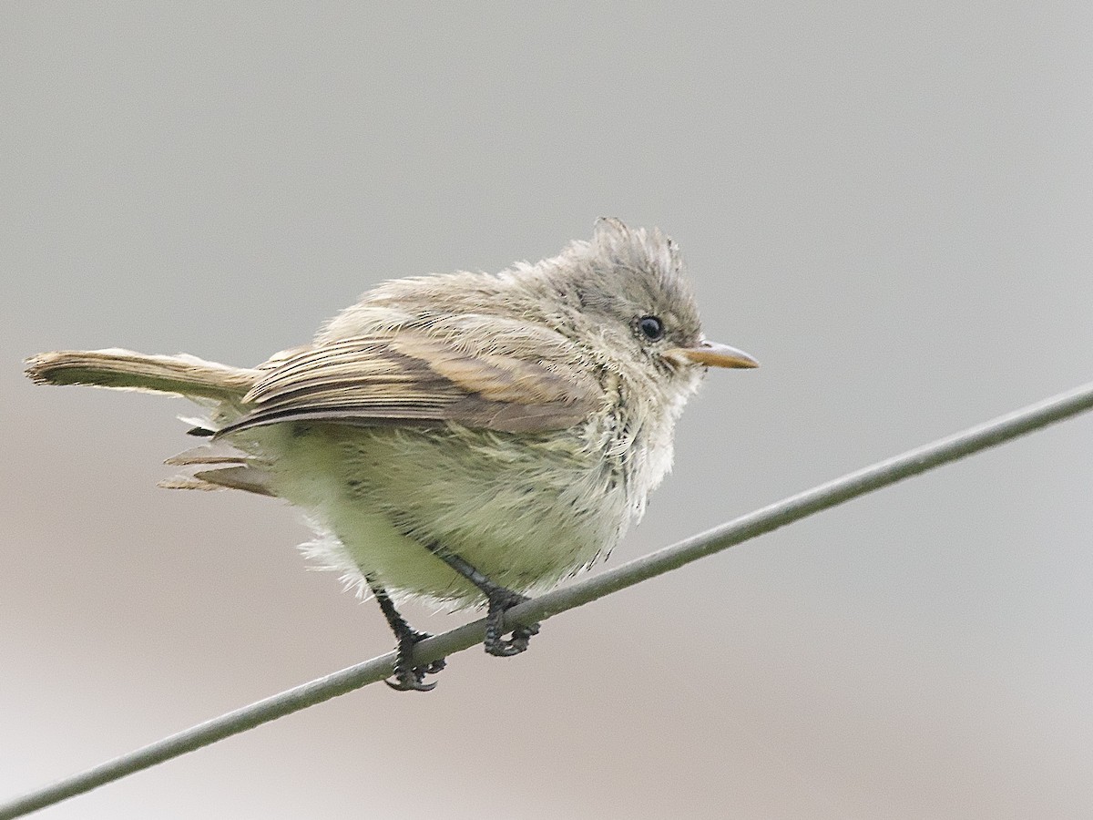 Tyranneau passegris - ML635771266