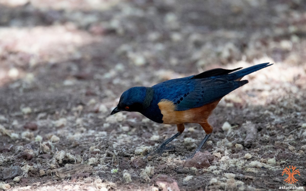 Hildebrandt's Starling - ML635771273