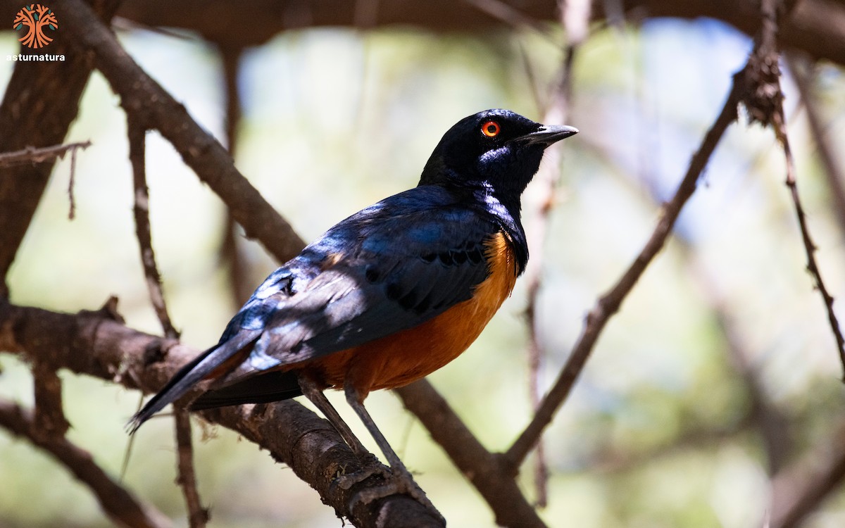 Hildebrandt's Starling - ML635771275