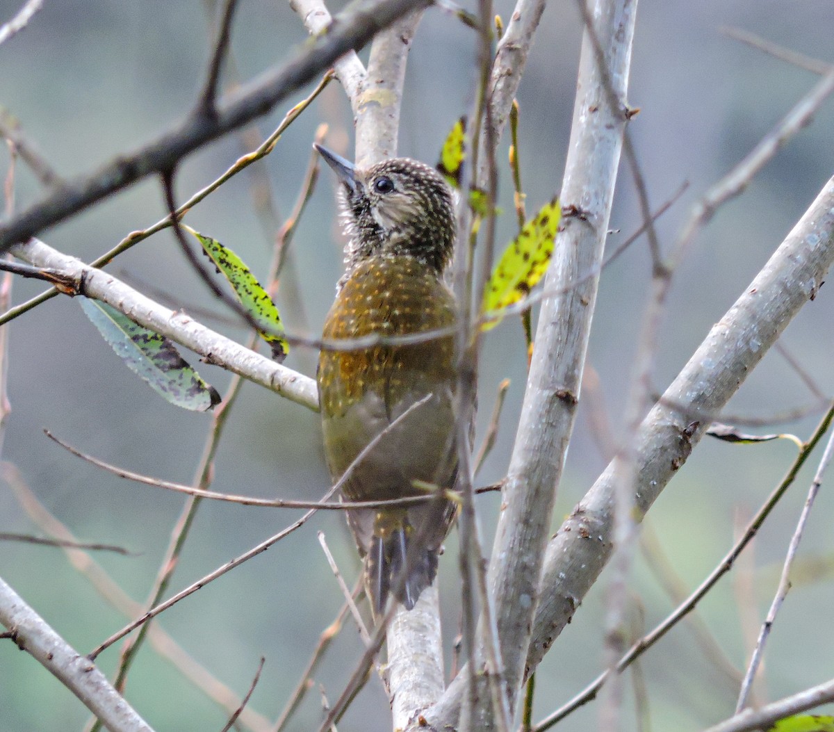 Dot-fronted Woodpecker - ML635771276