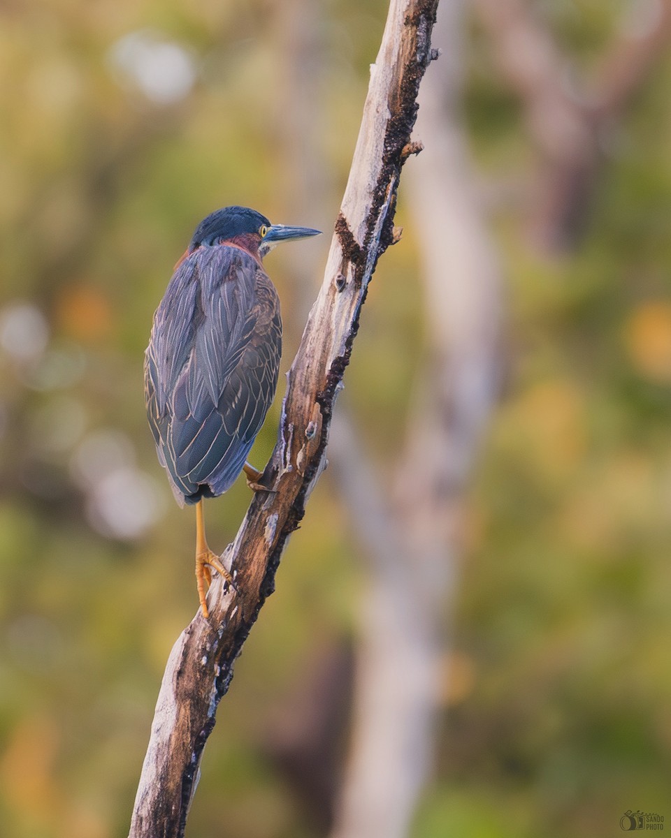 Green Heron - ML635771313