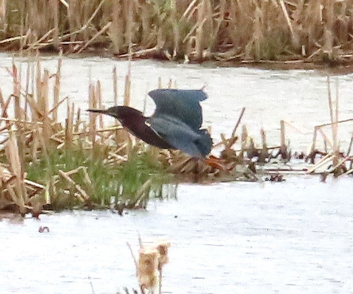 Green Heron - ML635771347