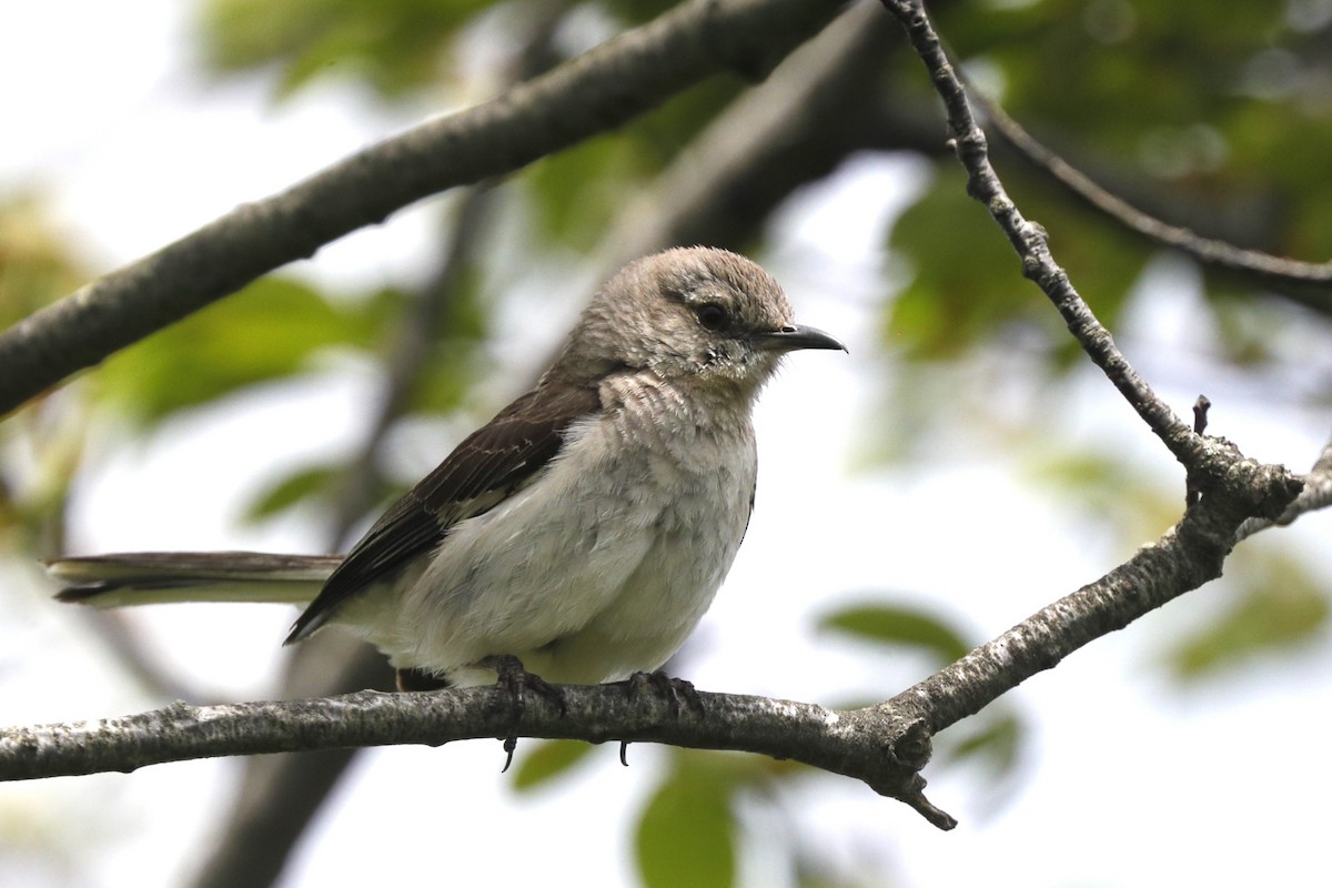 Northern Mockingbird - ML635771389