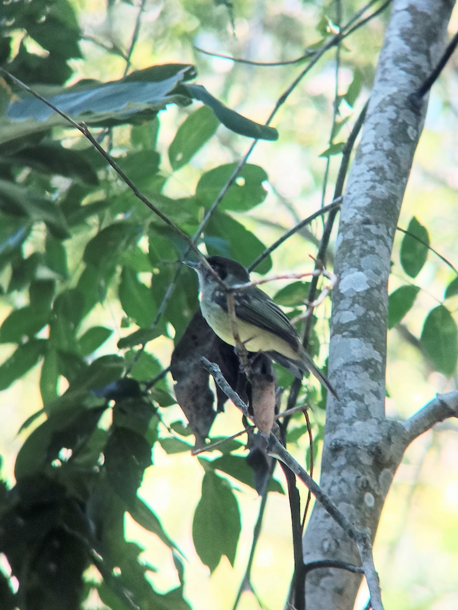 Sepia-capped Flycatcher - ML635771474
