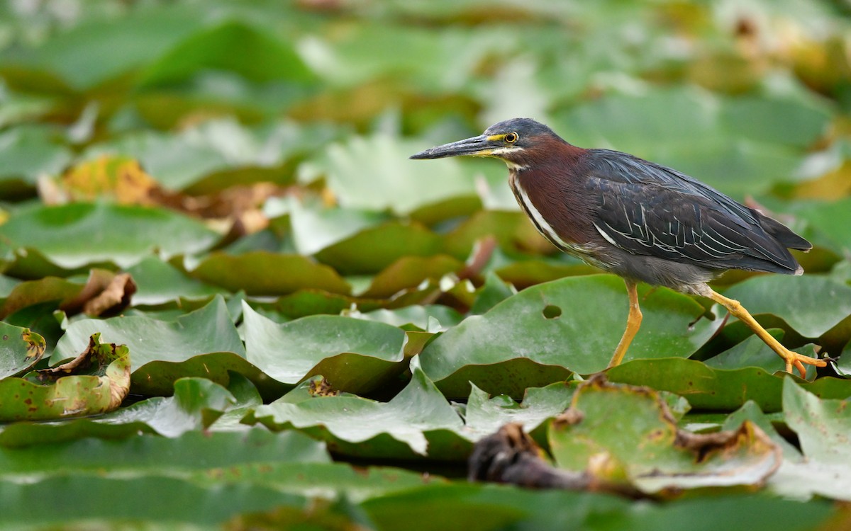 Green Heron - ML635771539