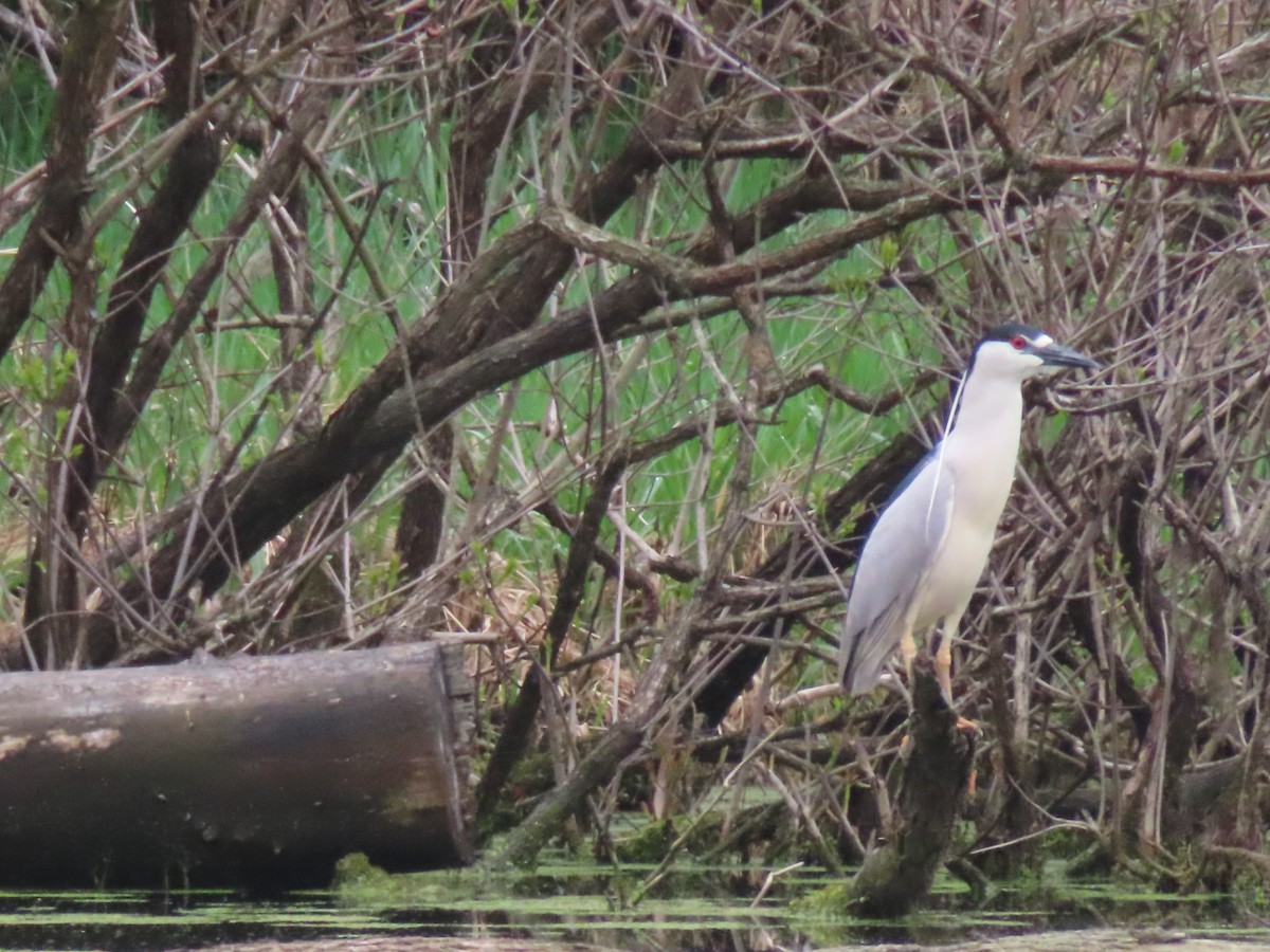 Black-crowned Night Heron - ML635771575
