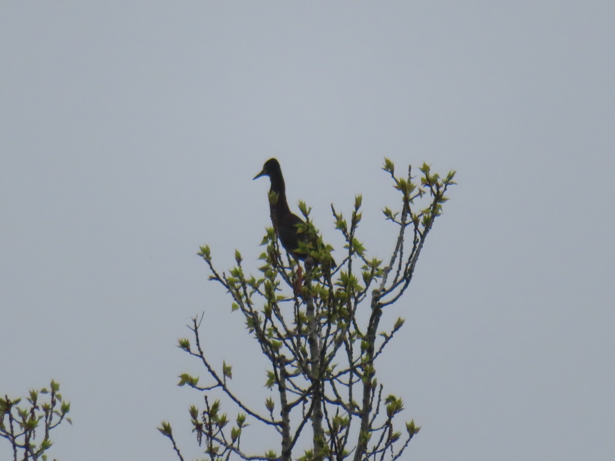 Green Heron - ML635771583