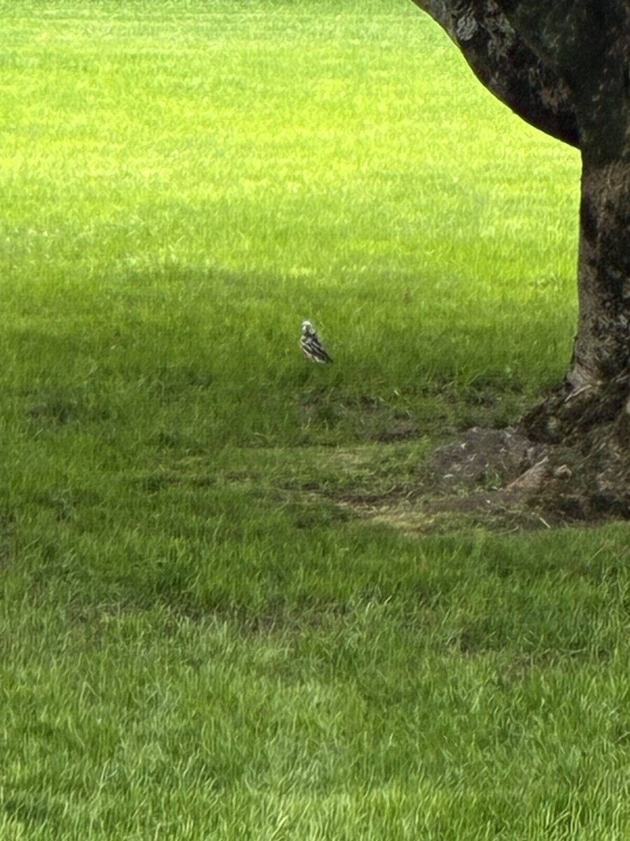 American Robin - ML635771586