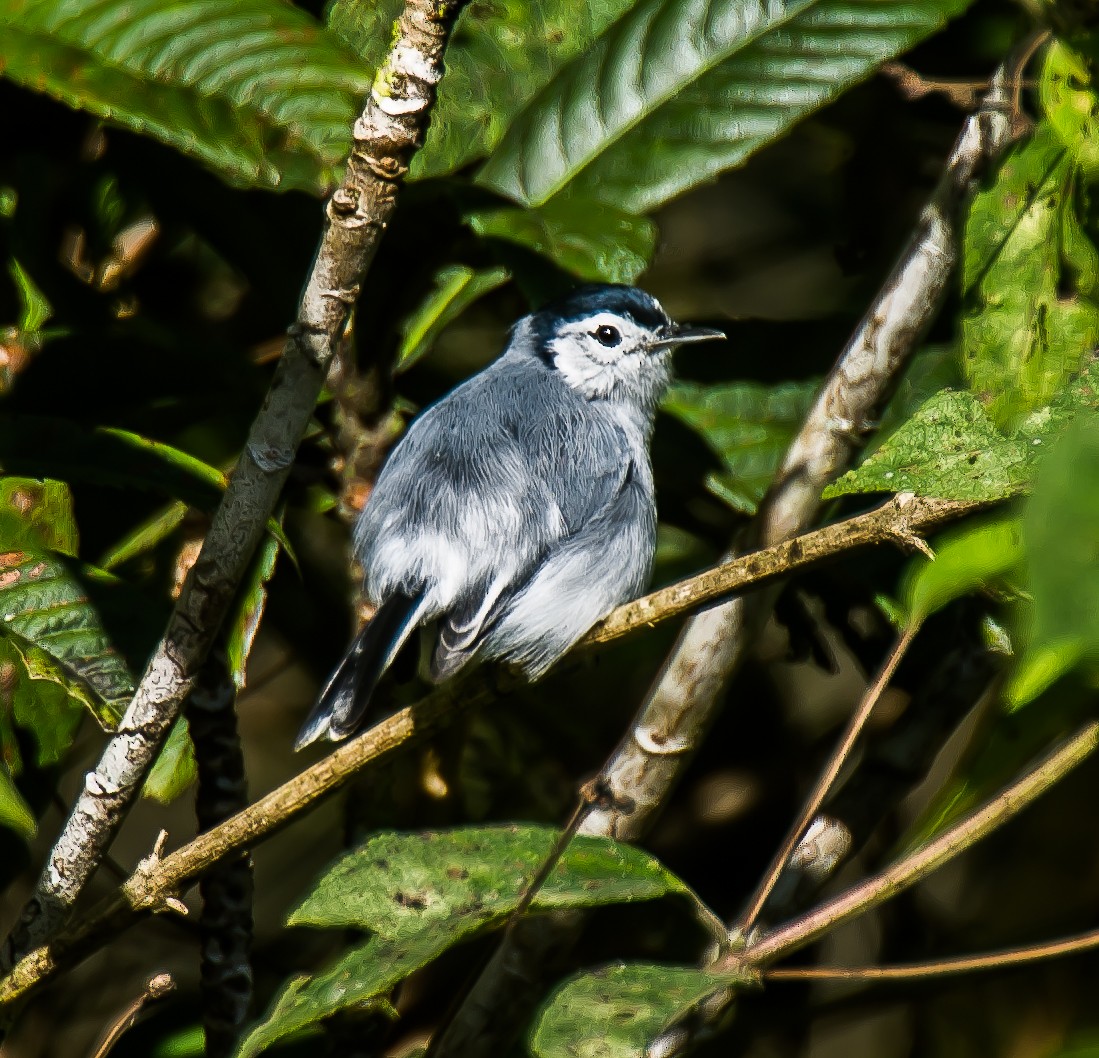 White-browed Gnatcatcher - ML635771629