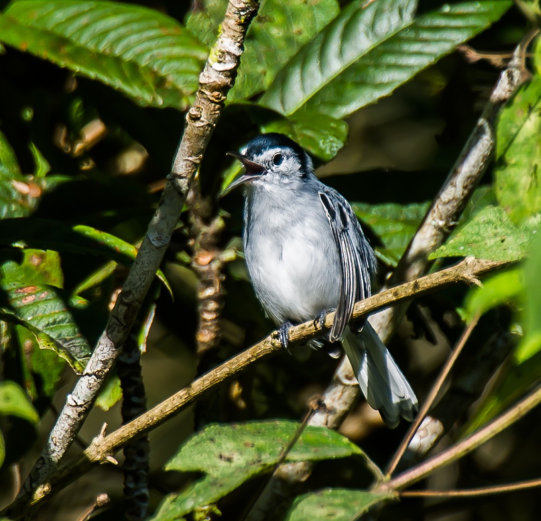 White-browed Gnatcatcher - ML635771630