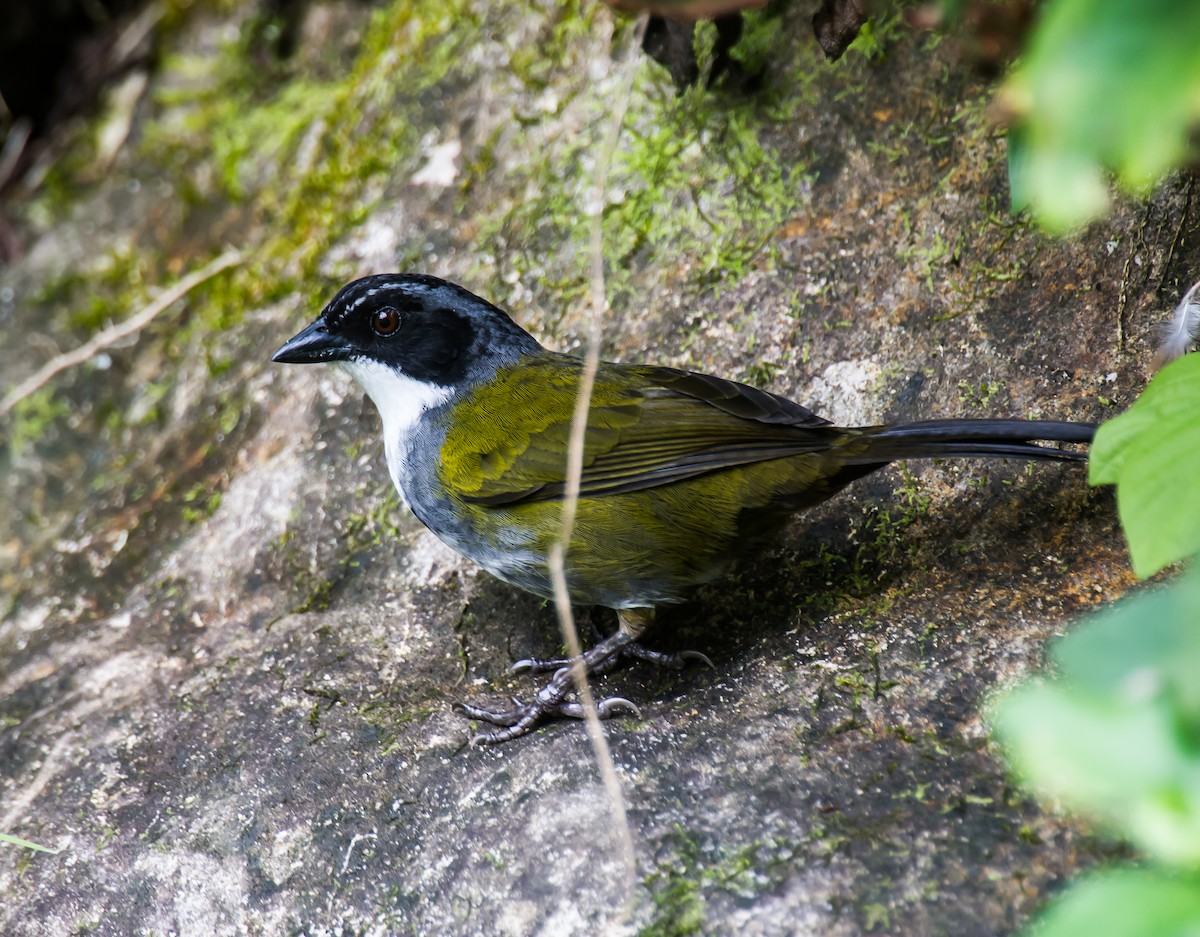 Costa Rican Brushfinch - ML635771683