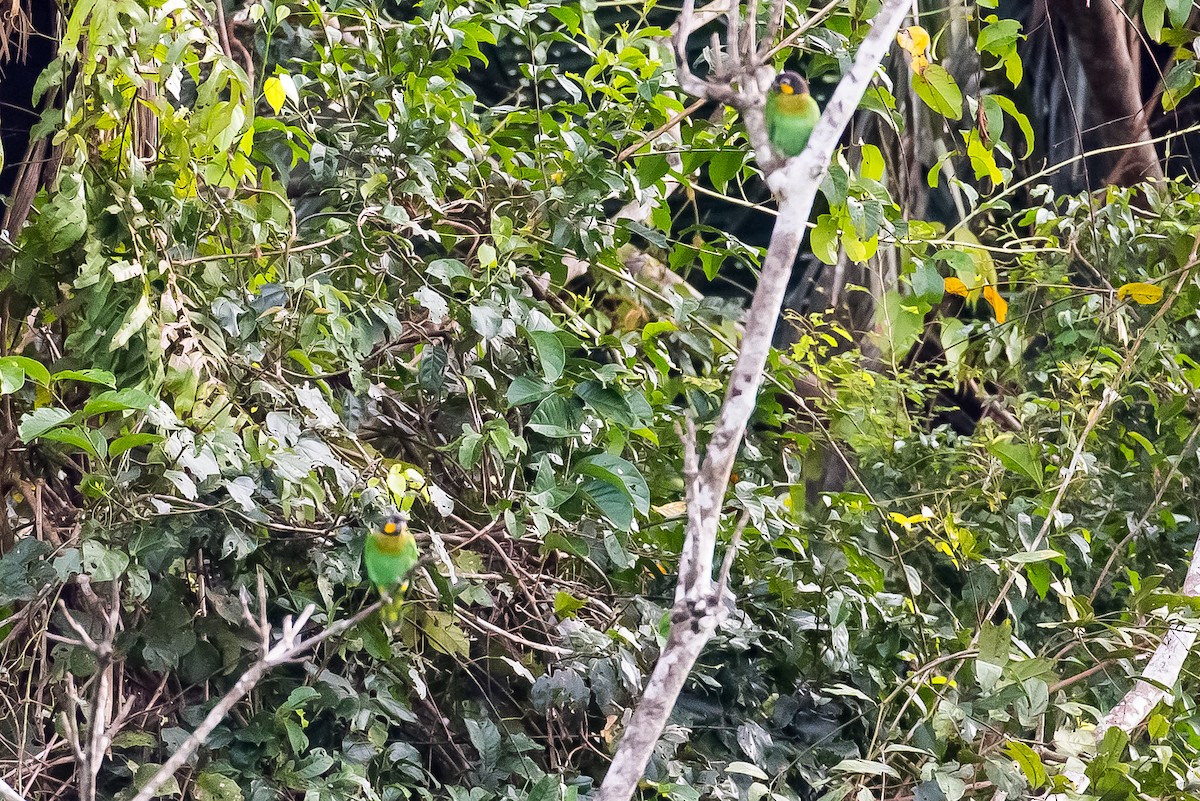 Orange-cheeked Parrot - ML635771717