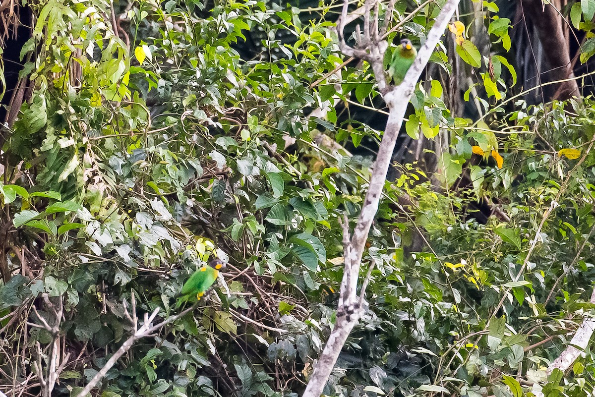 Orange-cheeked Parrot - ML635771736