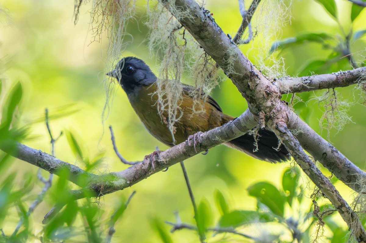 Large-footed Finch - ML635771827