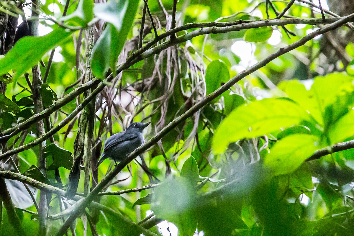 Plain-winged Antshrike - ML635771881
