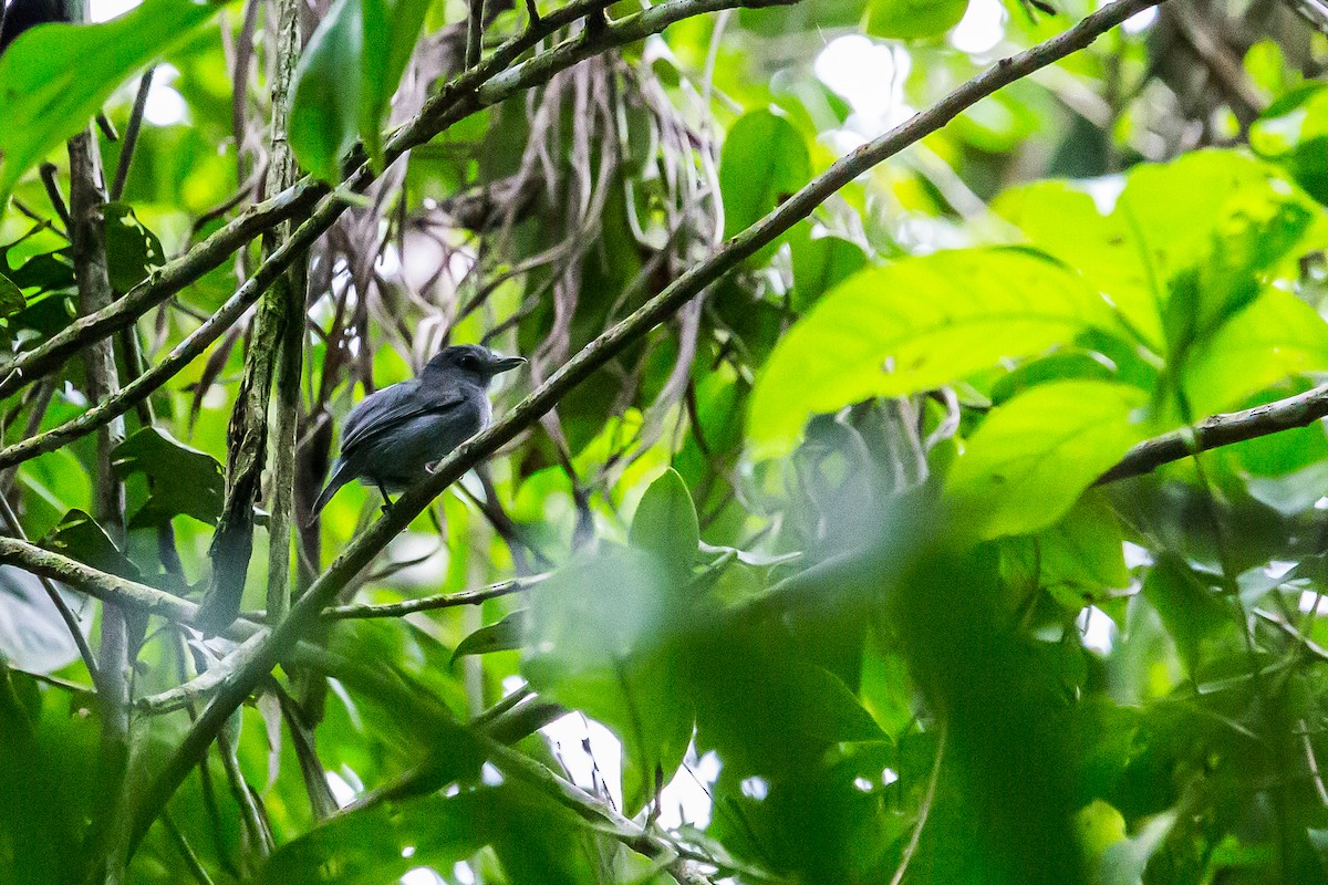 Plain-winged Antshrike - ML635771882