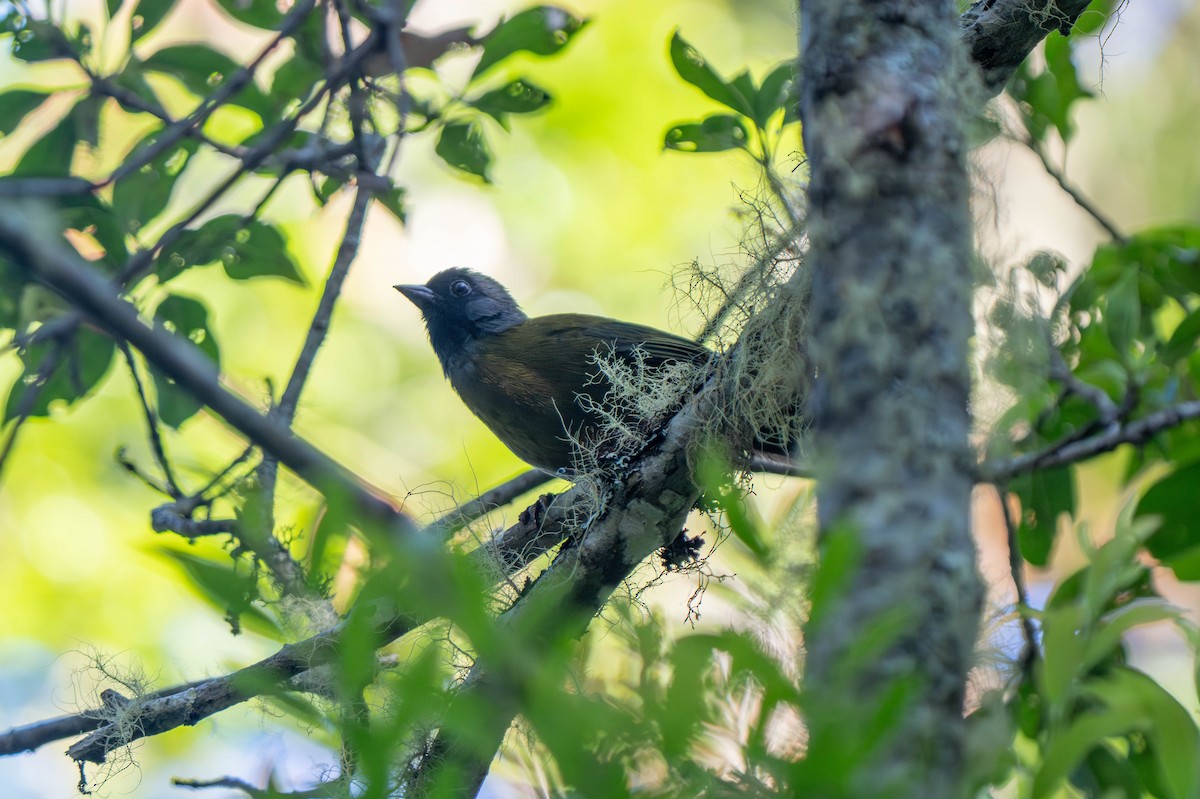 Large-footed Finch - ML635771883