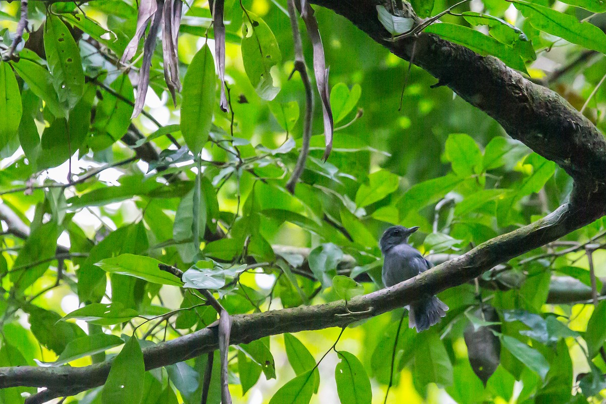 Plain-winged Antshrike - ML635771894