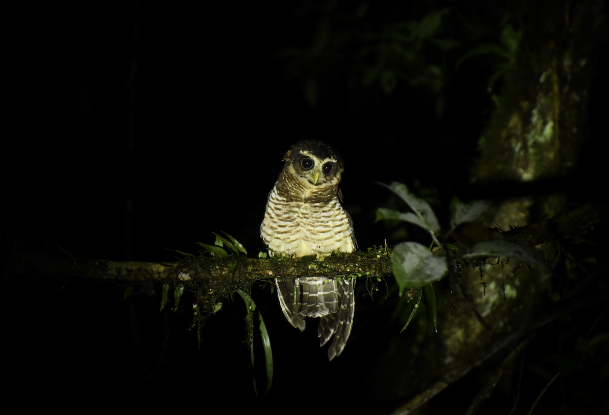 Band-bellied Owl - ML635771957