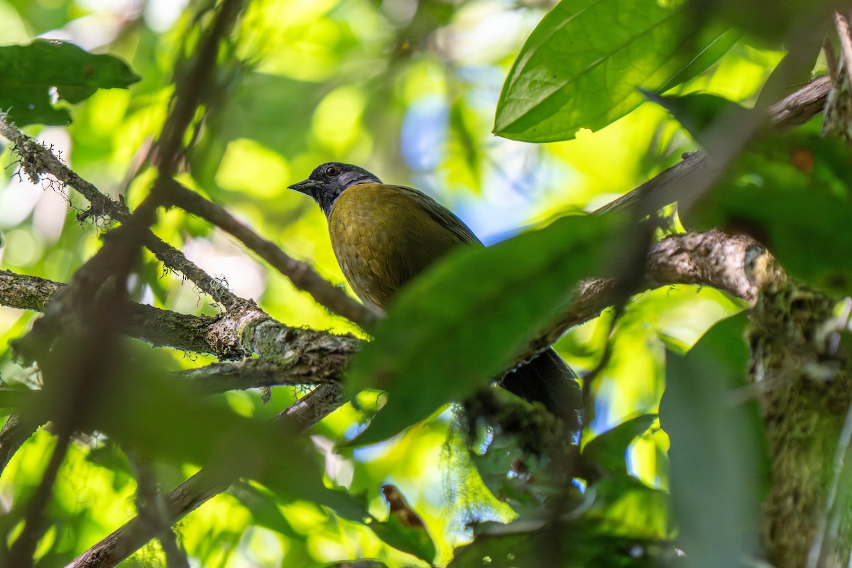 Large-footed Finch - ML635772063