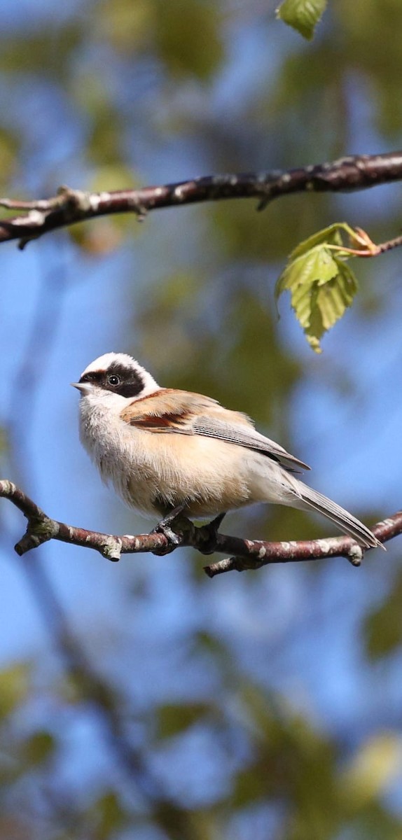 moudivláček lužní - ML635772083