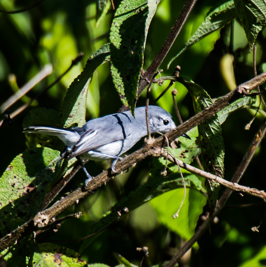White-browed Gnatcatcher - ML635772089