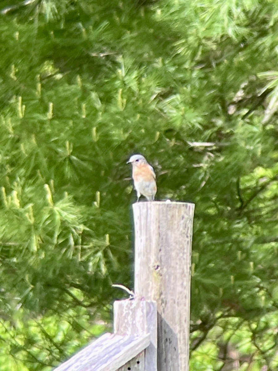 Eastern Bluebird - ML635772125