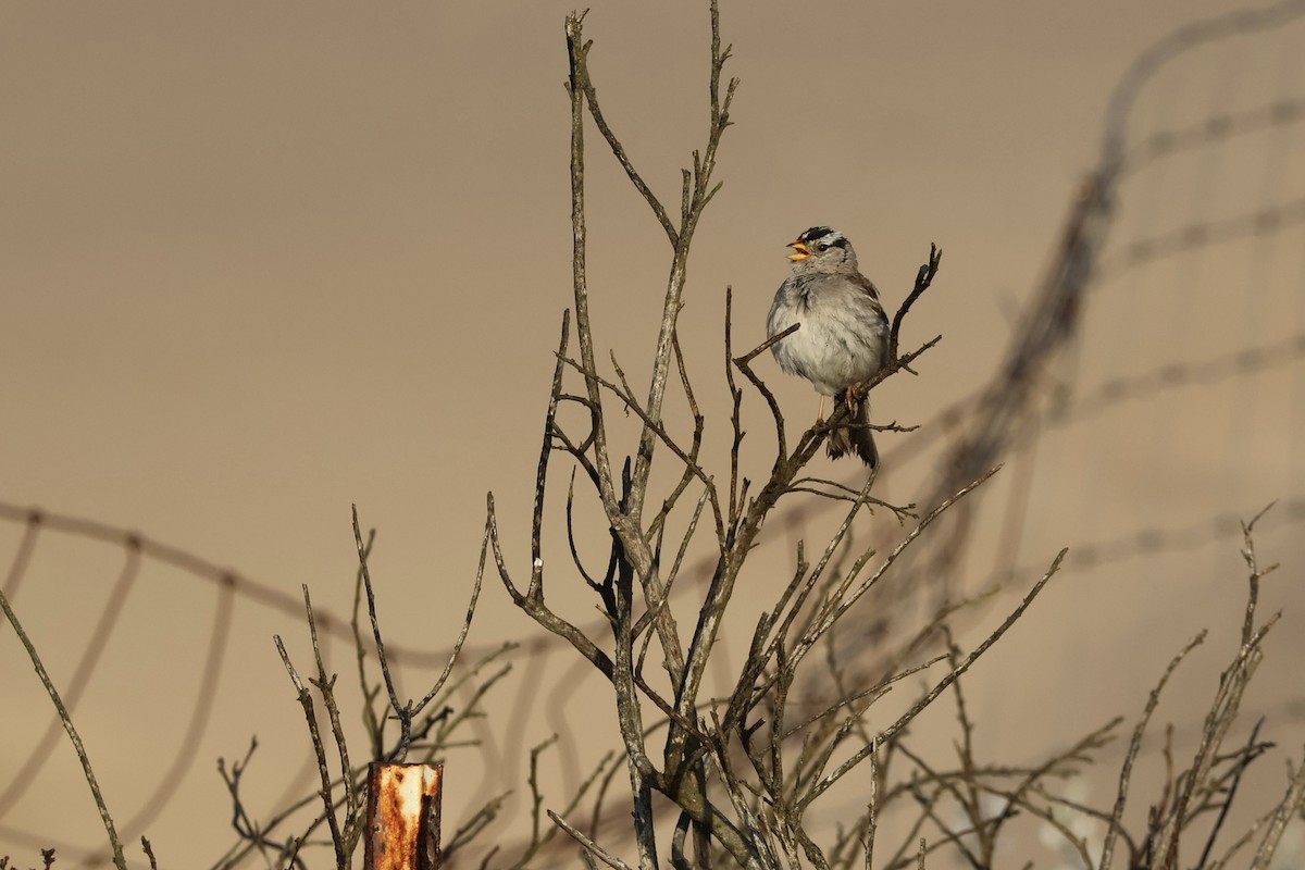 White-crowned Sparrow - ML635772149
