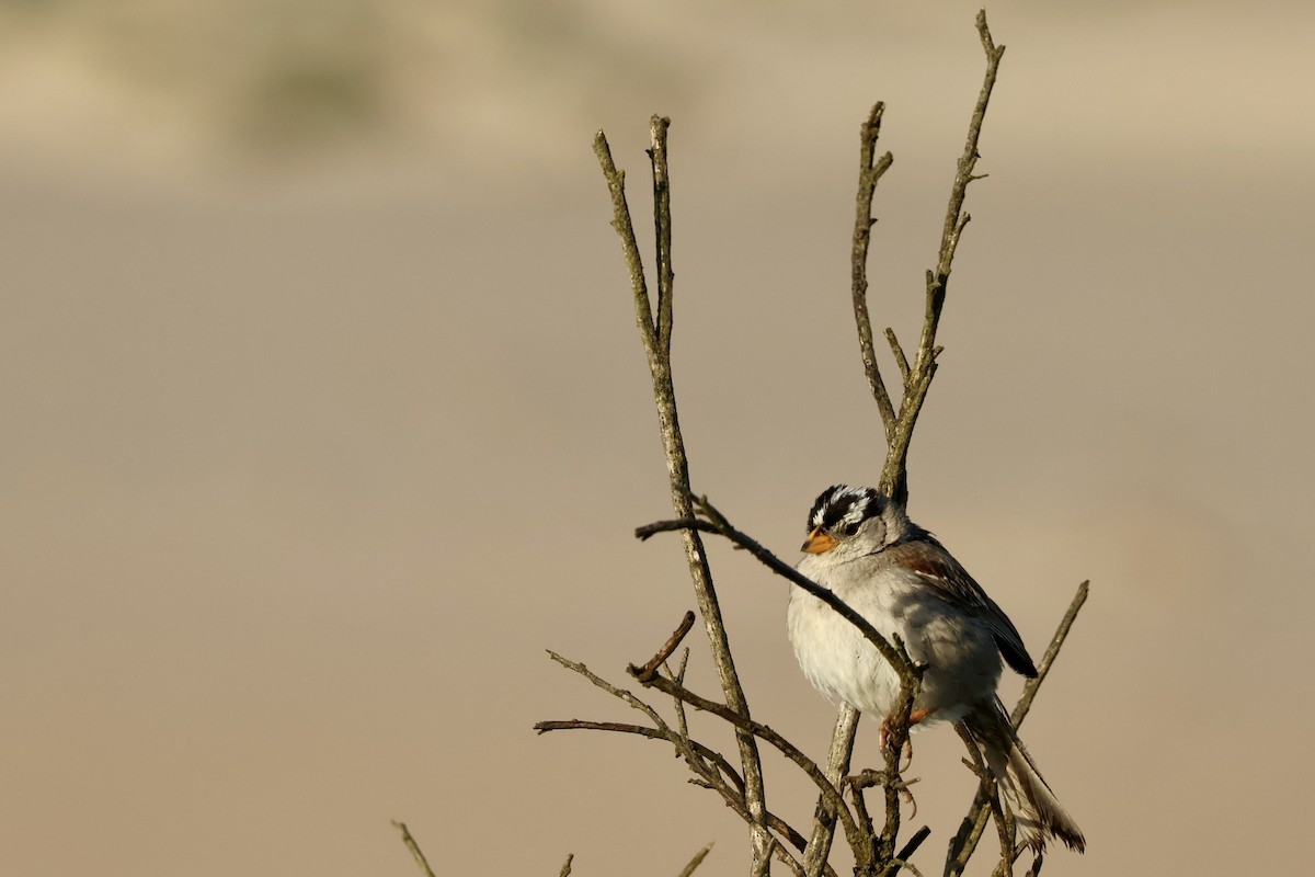 White-crowned Sparrow - ML635772150
