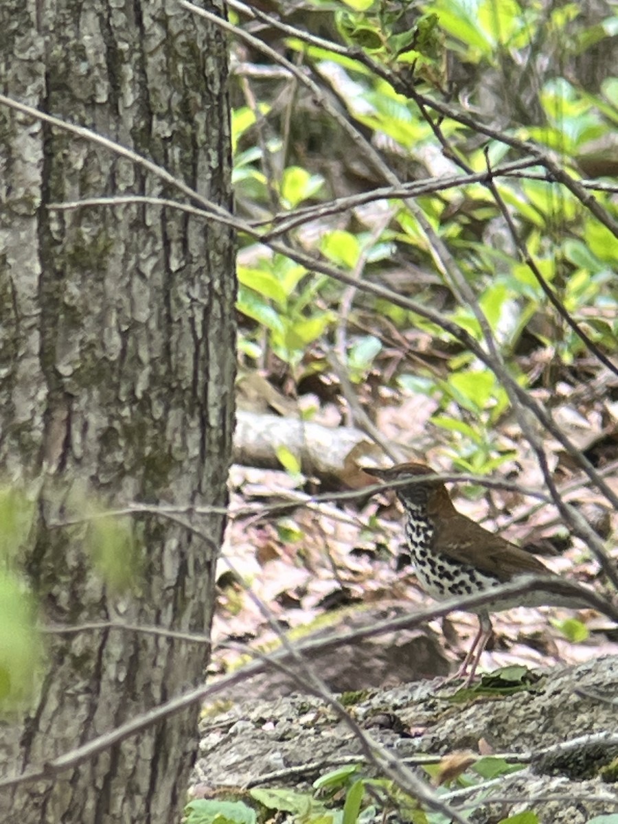 Wood Thrush - ML635772155