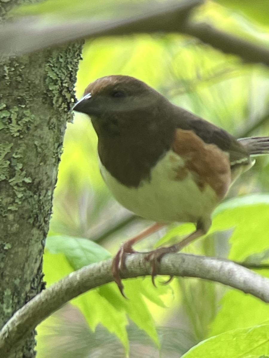 Eastern Towhee - ML635772179