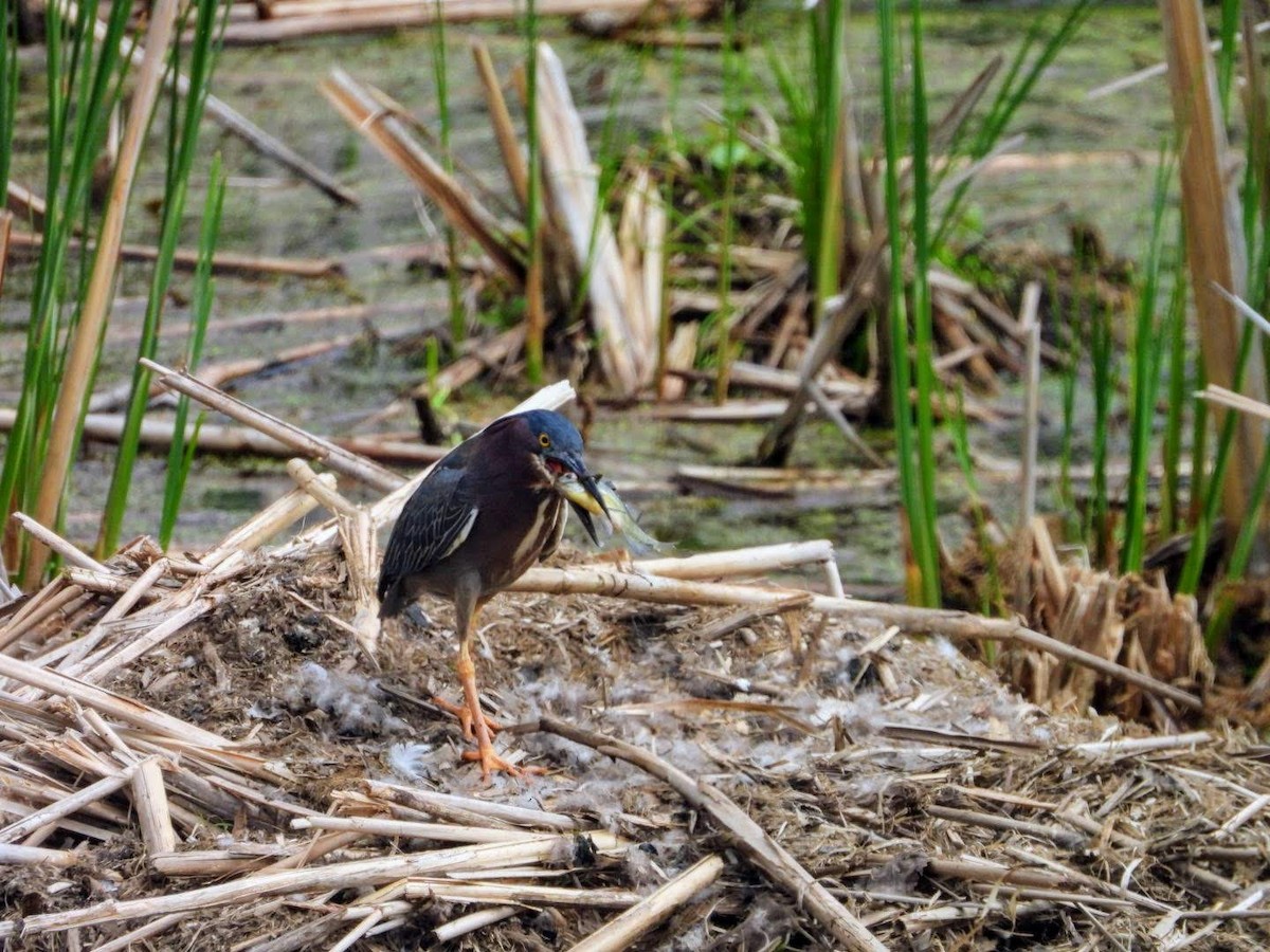 Green Heron - ML635772210