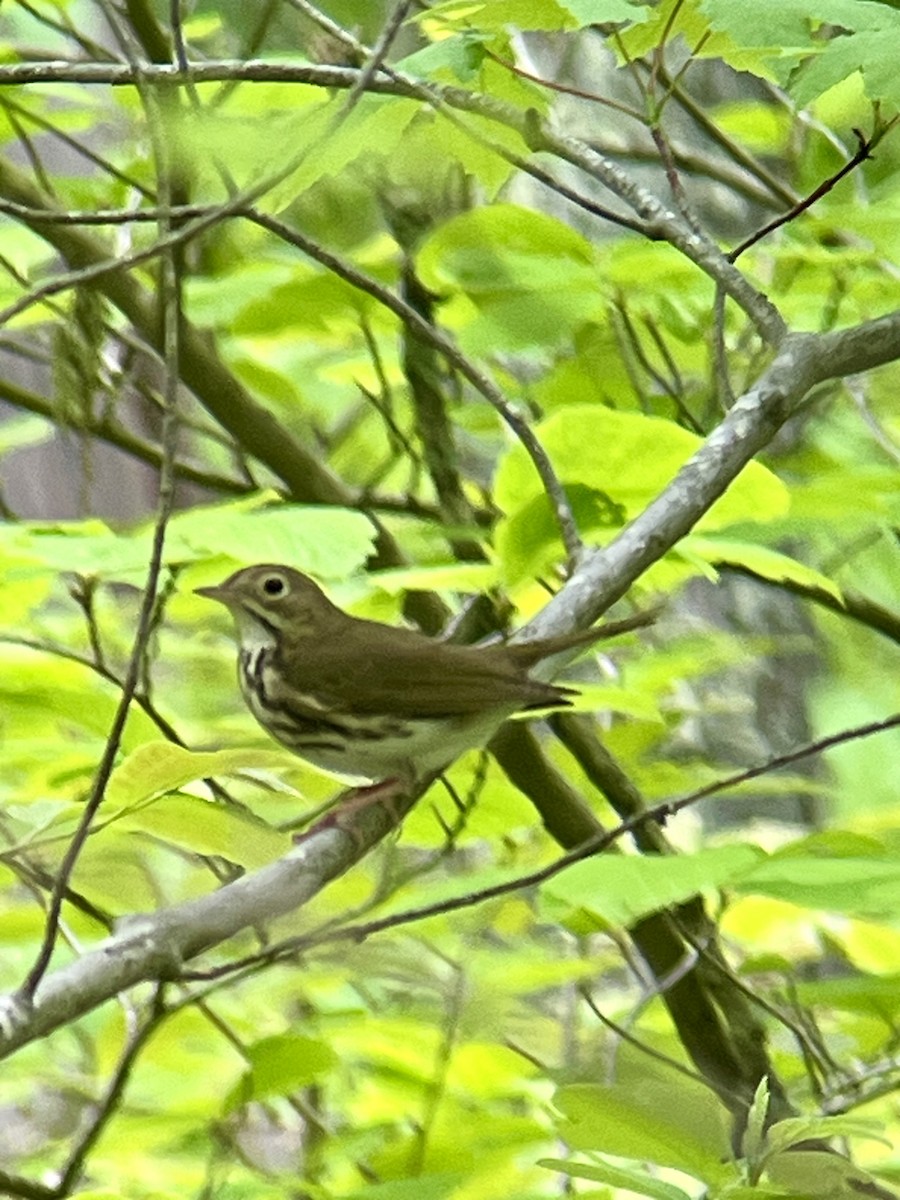 Ovenbird - ML635772213