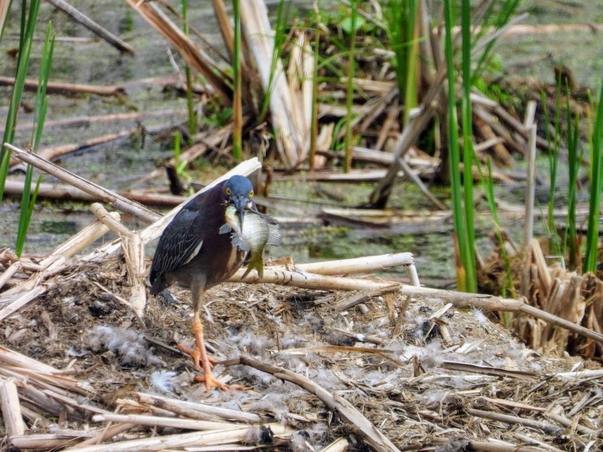 Green Heron - ML635772216