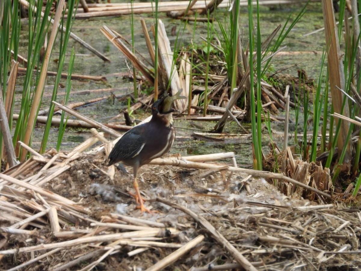 Green Heron - ML635772227