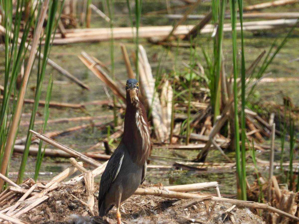 Green Heron - ML635772233