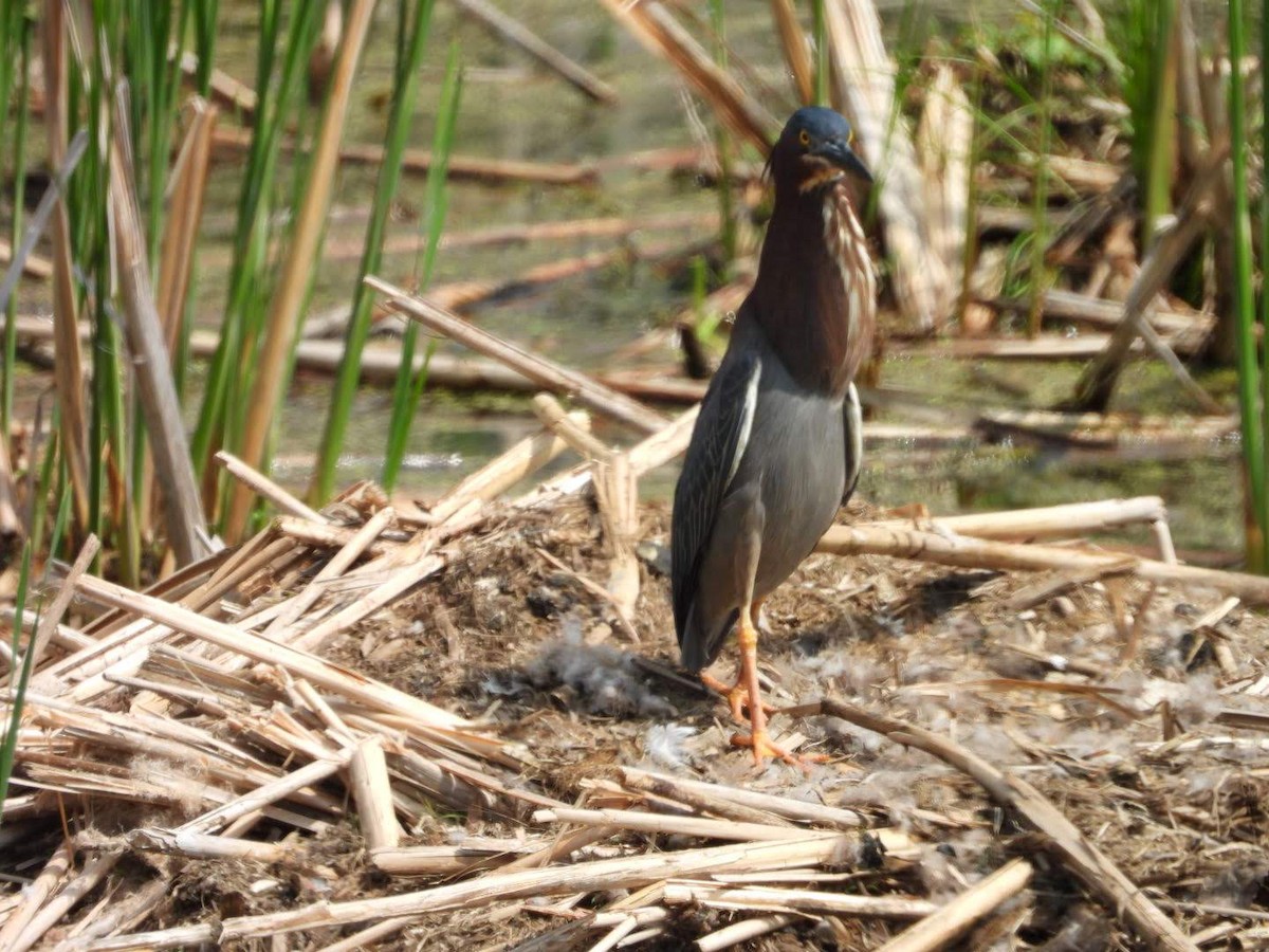 Green Heron - ML635772257