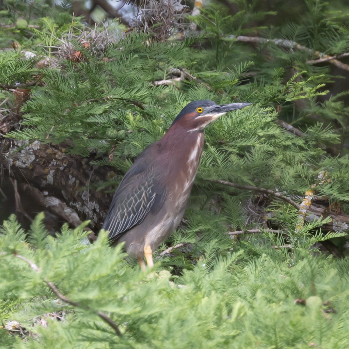 Green Heron - ML635772265