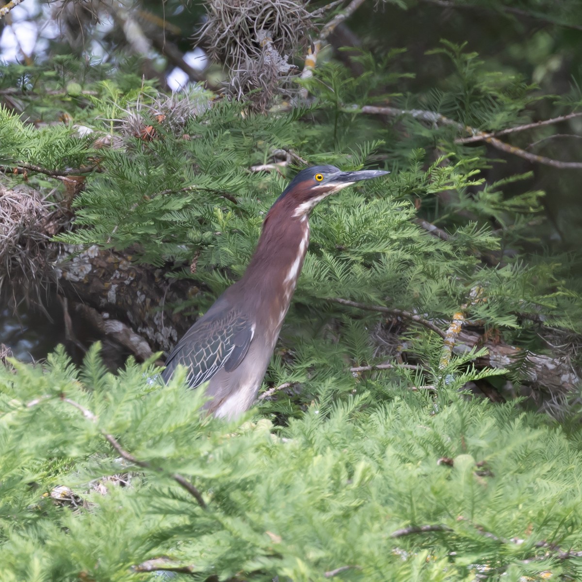 Green Heron - ML635772266