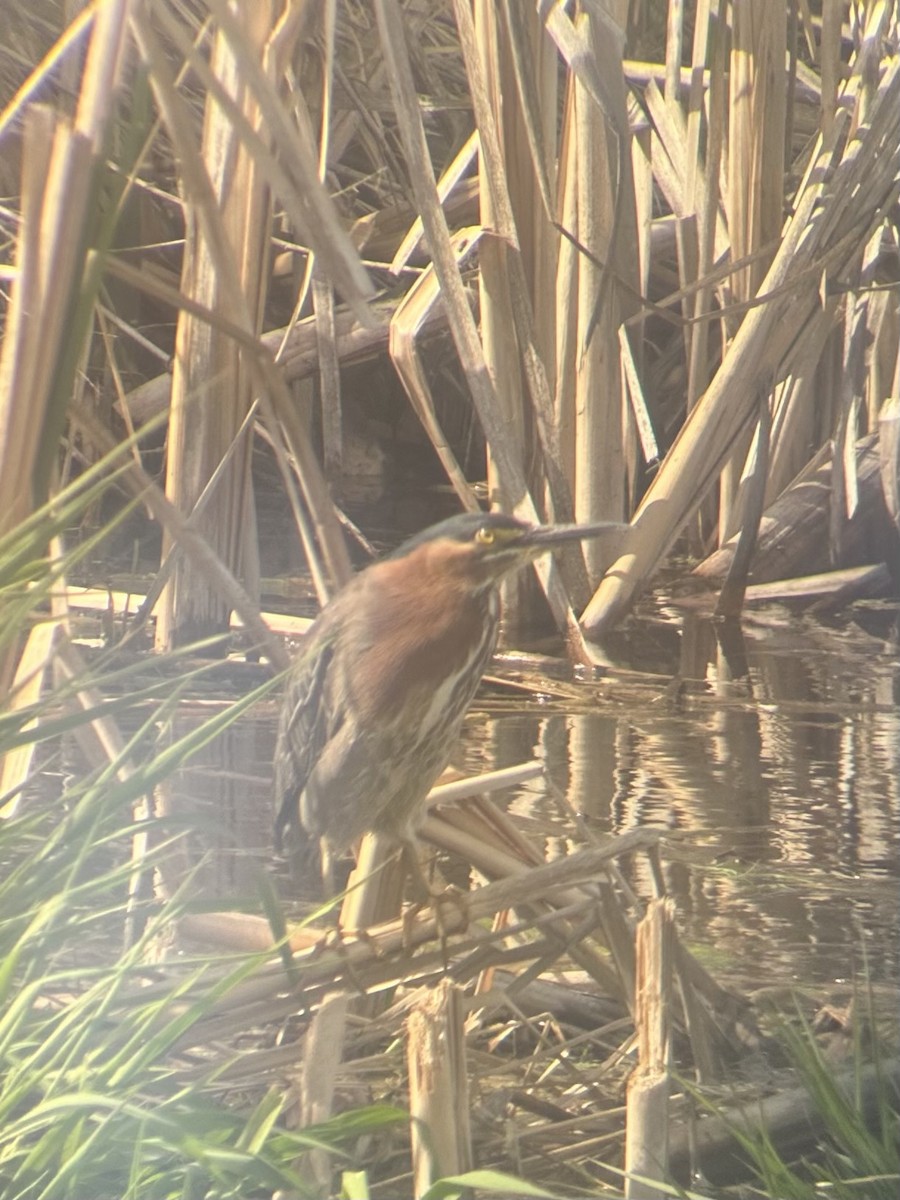 Green Heron - ML635772267