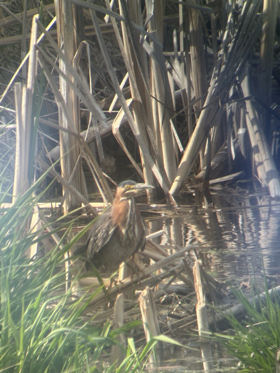 Green Heron - ML635772268