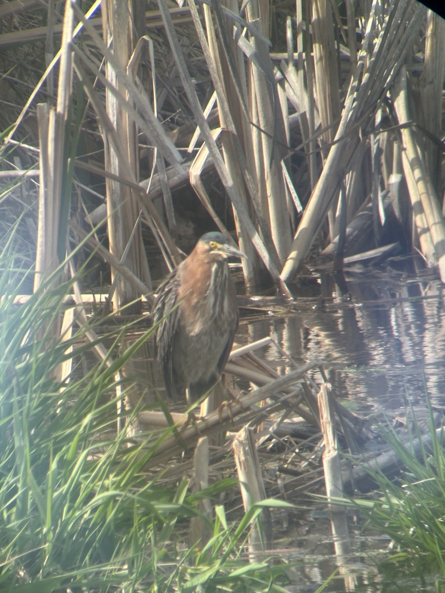 Green Heron - ML635772269