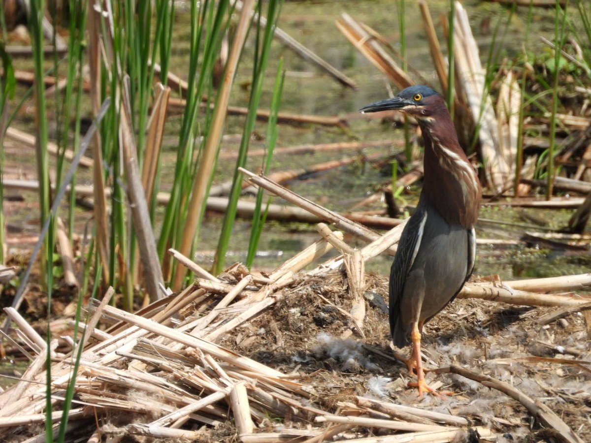Green Heron - ML635772280